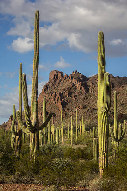 istock Sahuaros in Arizona 495639338