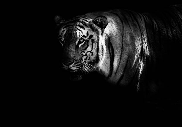 Bengal tiger stock photo