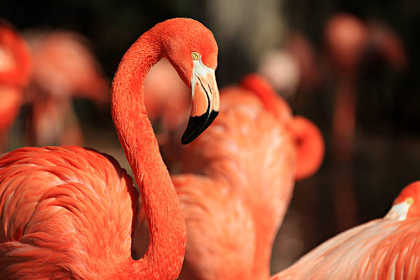 istock Orange flamingo's 495639680