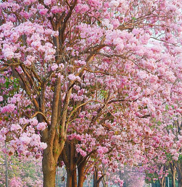 Tabebuia heterophylla (Pink Trumpet Tree ) Pink flower trees  in Garden Thailand tabebuia heterophylla stock pictures, royalty-free photos & images