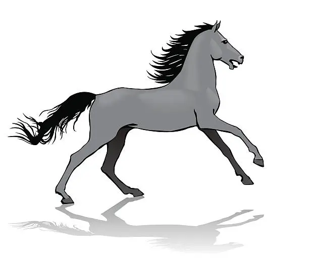 Vector illustration of horse,  illustration, isolated