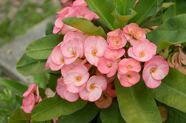 istock pink Euphorbia flower 495641516