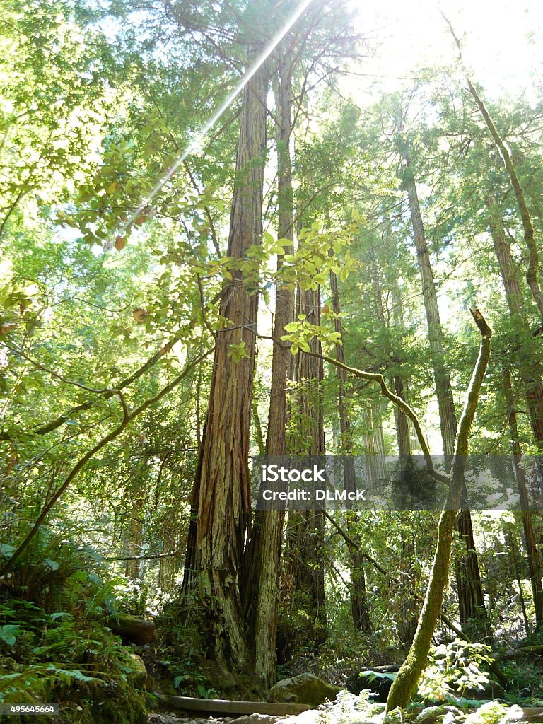 Forest sunrays Sun shining through a forest with tall lush green trees 2015 Stock Photo