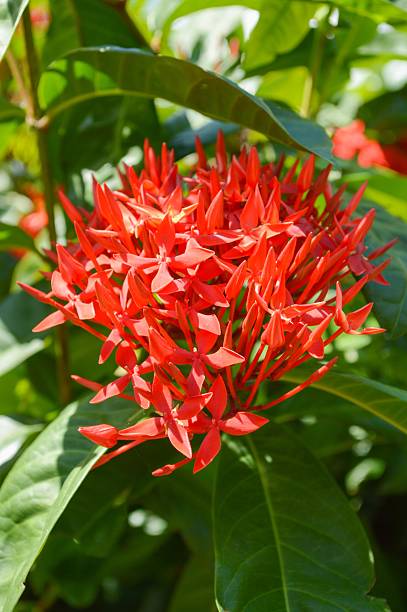 istock red Ixora coccinea flower 495646274