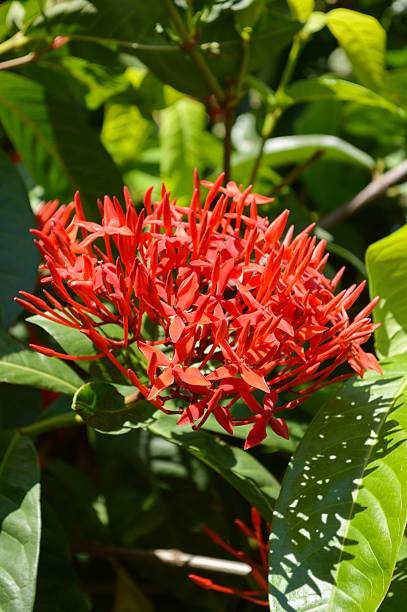 istock red Ixora coccinea flower 495646298