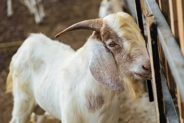 istock goat looking for the food 495648802