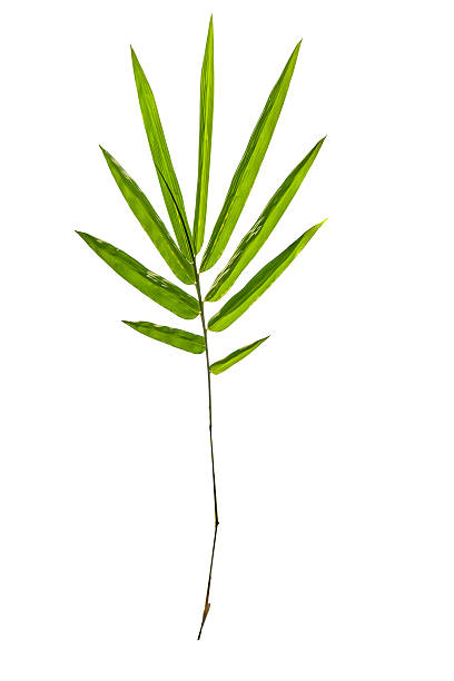istock bamboo leaves isolated on white background, clipping path includ 495649765