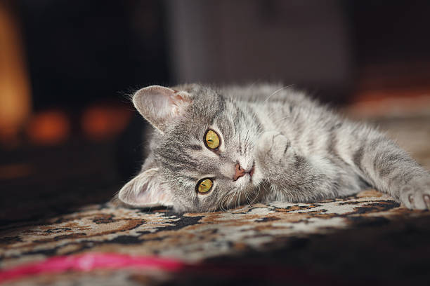 istock gray striped pussy playing 495649828