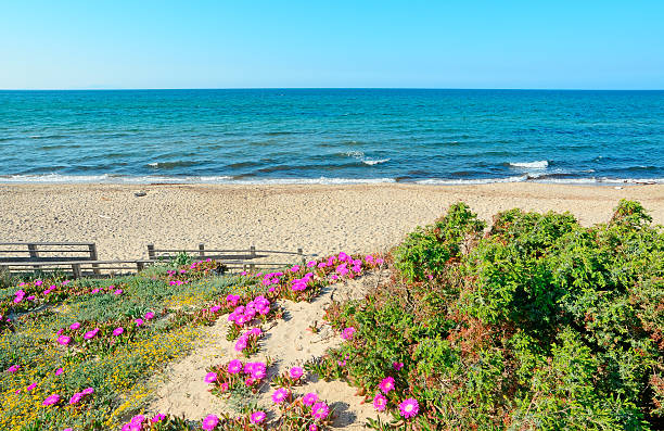 istock pink flowers on a dune 495649913
