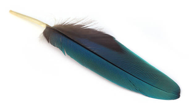 istock Colorful quill of macaw bird 495650037