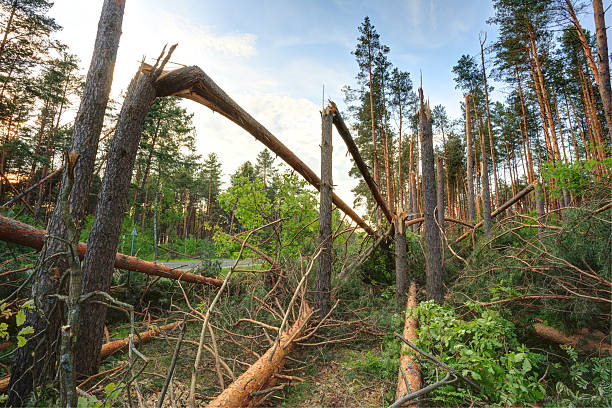 windfall en el bosque. los daños debidos a los temporales. - environmental damage destruction storm tornado fotografías e imágenes de stock