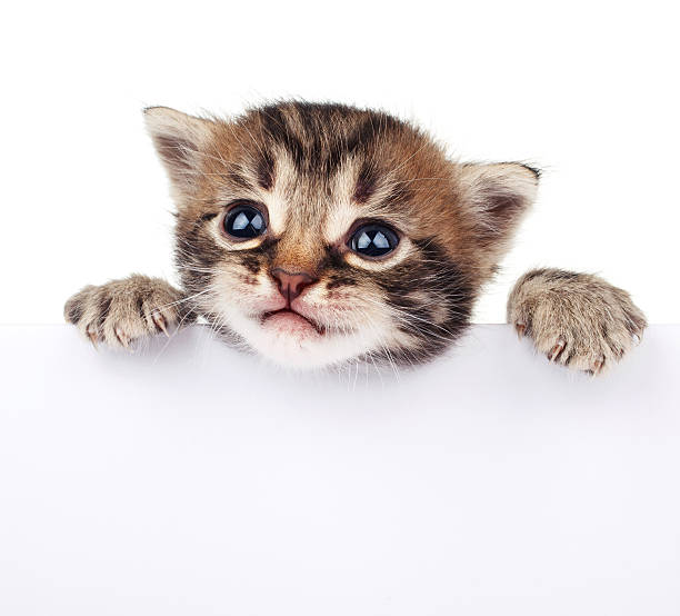 istock Pretty kitten peeking out of a blank sign 495650454