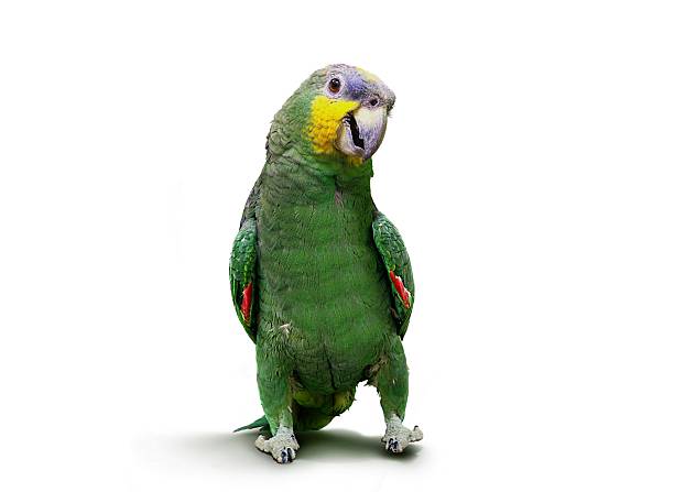 Funny Parrot Stock Photos, Pictures & Royalty-Free Images - iStock