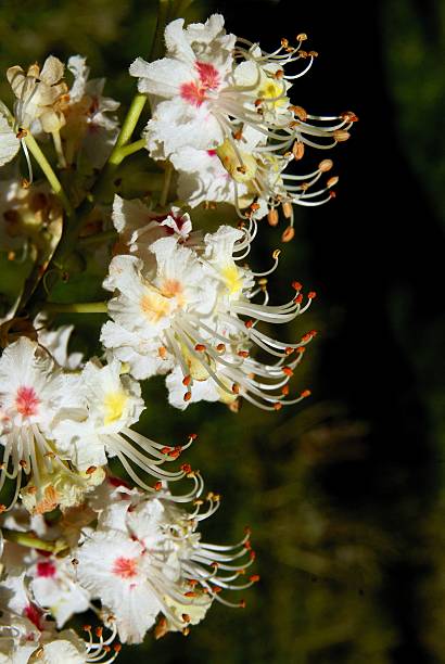 istock flowers of chestnut tree  close up 495650773