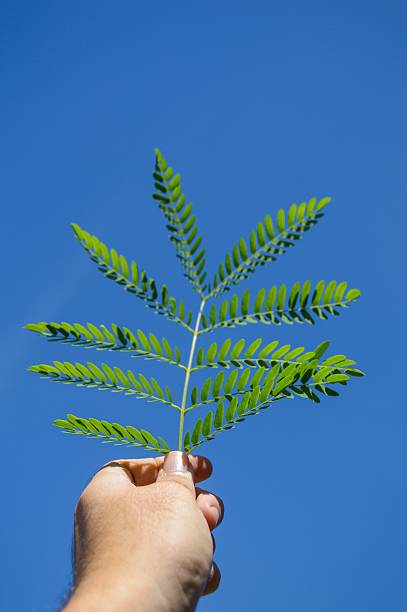 istock green leaves on man hand 495651178