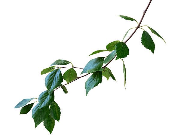 istock green birch branch isolated on a white background 495651790