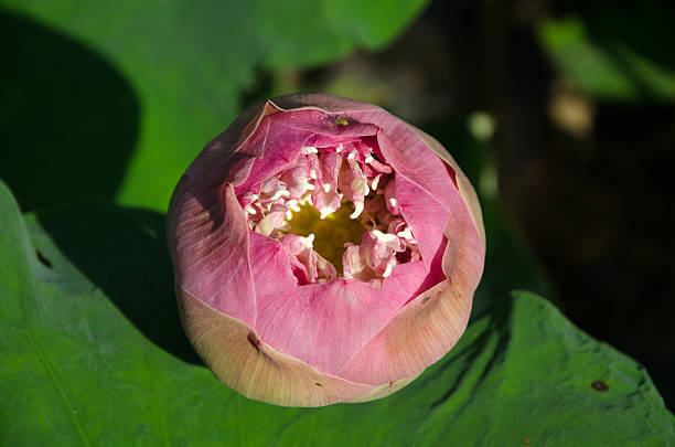 istock pink lotus under green leaves 495652126