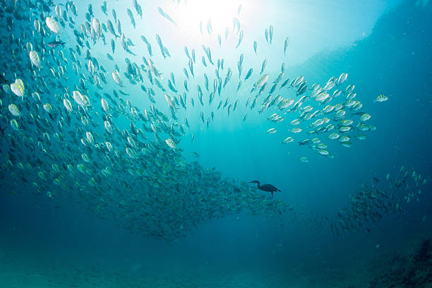 istock cormorant while fishing underwater in bait ball 495652260