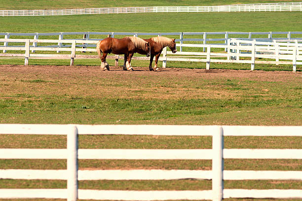 istock Two horses grazing at beautiful farm at Kentucky. 495652487