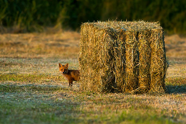 Square Bale of Hay with Red Fox
