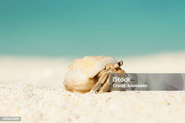 Bernardoeremita Na Praia - Fotografias de stock e mais imagens de Animal - Animal, Animal selvagem, Ao Ar Livre