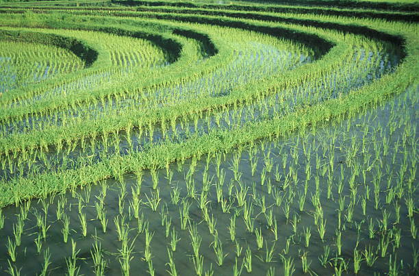 bali - reisbauer fotografías e imágenes de stock