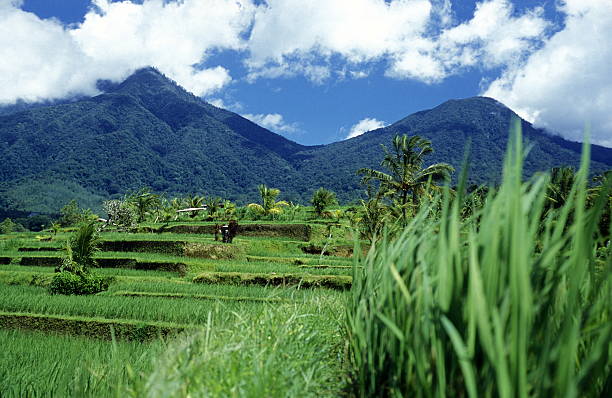 bali - reisbauer fotografías e imágenes de stock