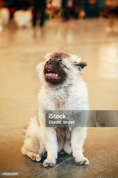 Gray Keeshound Keeshond Keeshonden Dog Stock Photo - Download Image Now