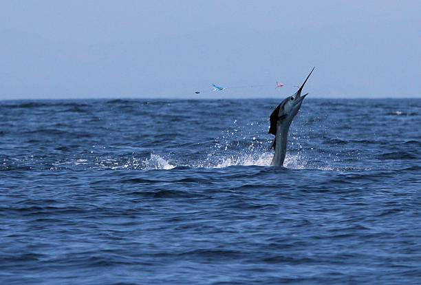 istock Sailfish jumping off Costa-Rica coast, in Samara area. 495653999