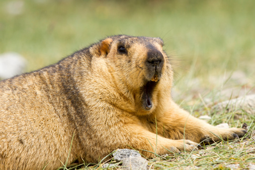 Funny yawning marmot on the meadow (Ladakh, India)