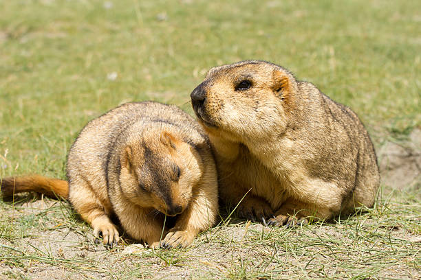 istock Two Himalayan marmots (groundhogs) with bisquit on the green grass 495654789