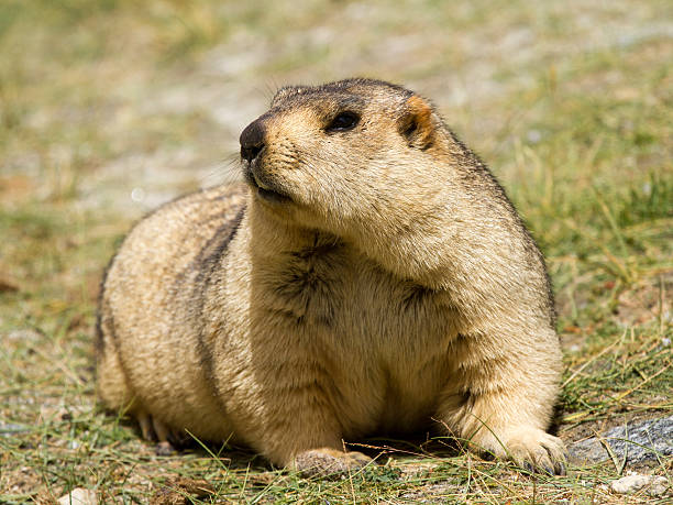 istock Funny Himalayan marmot (groundhog) on the meadow 495654805