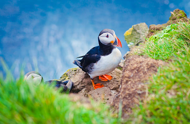 istock Beautiful vibrant picture of Atlantic Puffins on Latrabjarg cliffs 495654875