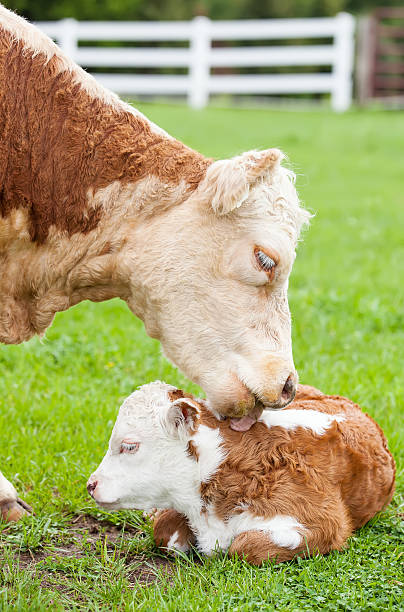 istock Hereford Cow Licking Calf 495655161