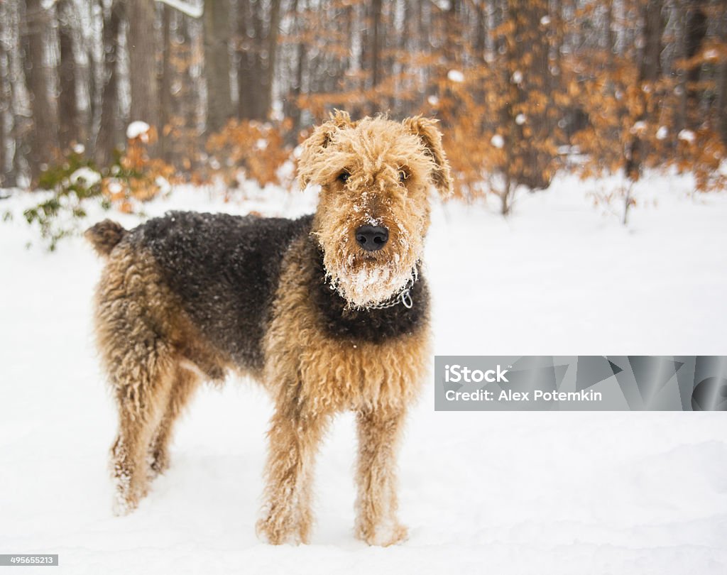 terrier Airedale ejecución de perro en la nieve - Foto de stock de Actividad libre de derechos