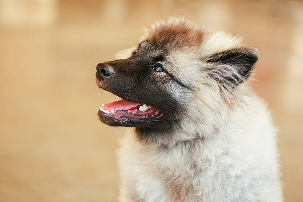gray keeshound, keeshond, keeshonden spitz chien (en allemand) - keeshond photos et images de collection