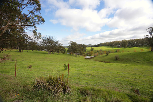 istock Rolling hills and cattle grazing Southern Highlands Australia 495655965