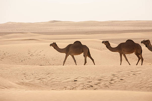 istock Herd of Camels in the Desert 495656183
