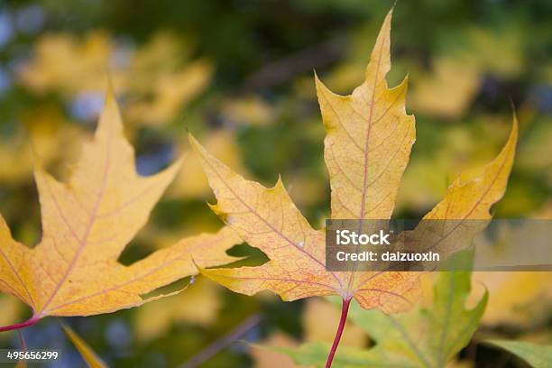 Maple Leaf Stock Photo - Download Image Now - Abstract, Autumn, Backgrounds