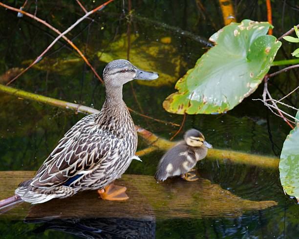 istock Mother Duck and Duckling Standing on a Wood Log 495656445