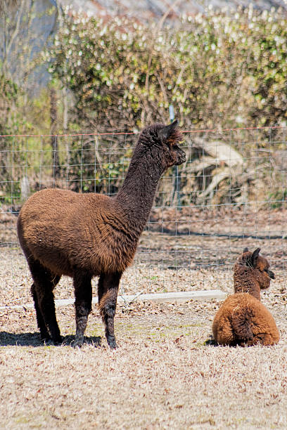 istock Mother and Baby Alpaca - Vicugna pacos 495656459