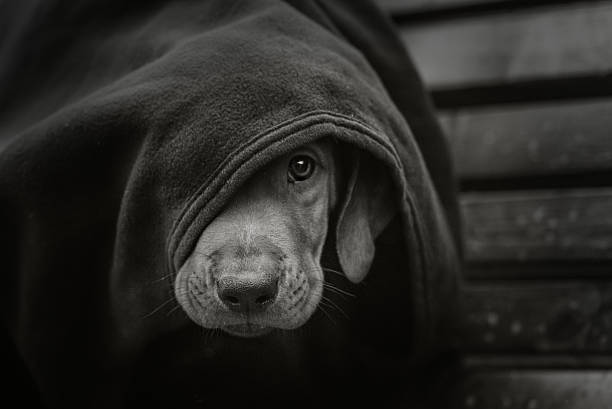 Homeless little puppy gnawing a bone outdoors
