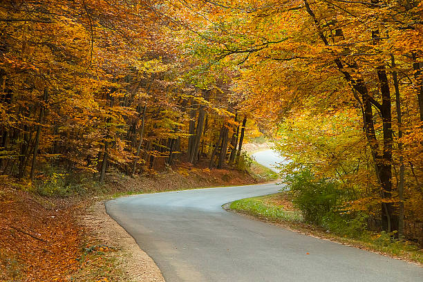 istock Winding forest road in autumn 495660404