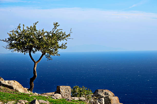 solitario albero a asos - ayvacık foto e immagini stock