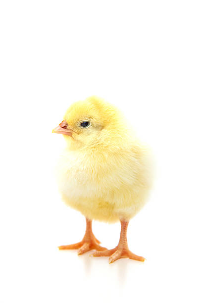 istock Cute little chicken on white background 495661894
