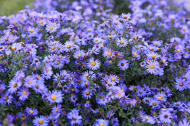 istock small purple asters wildflowers background 495662322