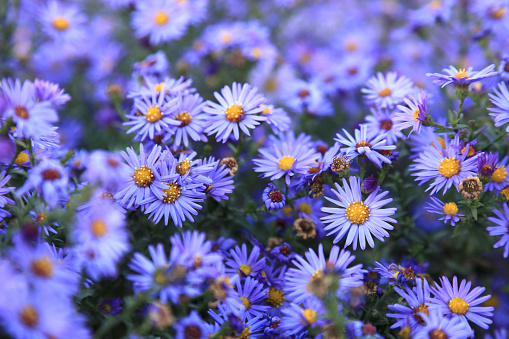 Close up of a group of blue fall aster flowers in a Massachusetts garden.