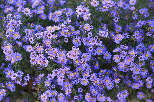 small purple asters wildflowers background, top view