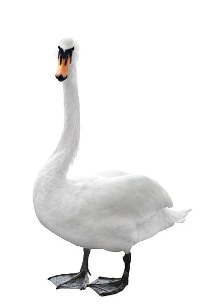 Swan Swan Isolated on white background. swan photos stock pictures, royalty-free photos & images
