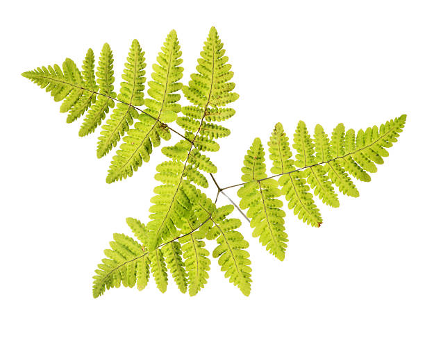 istock fall spotted fern leaves on white 495663312